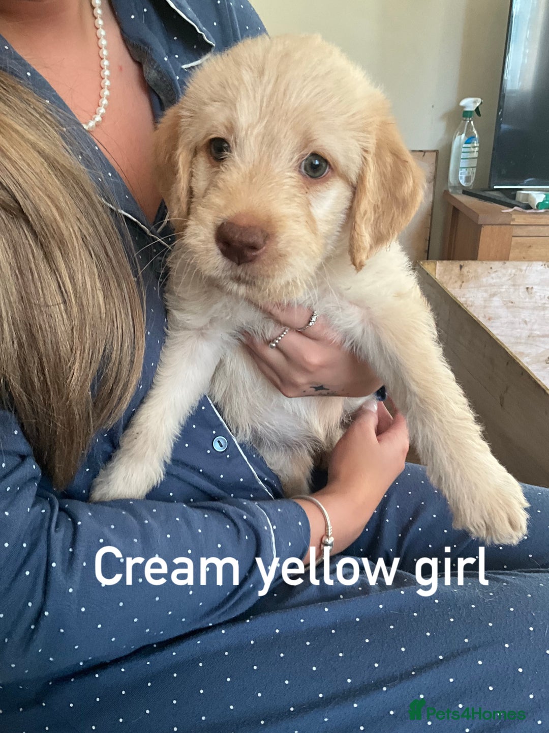 Labrador Retriever dogs for sale: Labrador puppies - Image 2