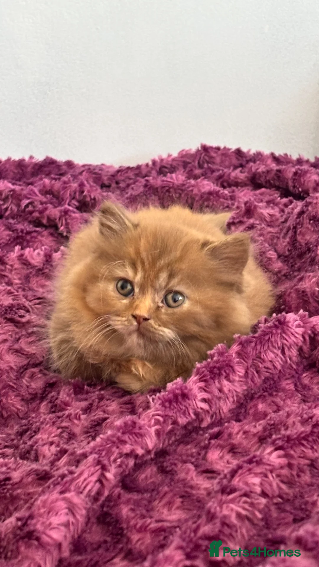 British Shorthair cats for sale: **TICA Registered British Shorthair Kittens🧡🤎 - Advert 2