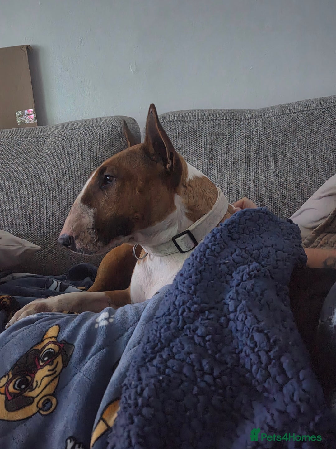 English Bull Terrier dogs for sale: English bull terrier - Advert 3