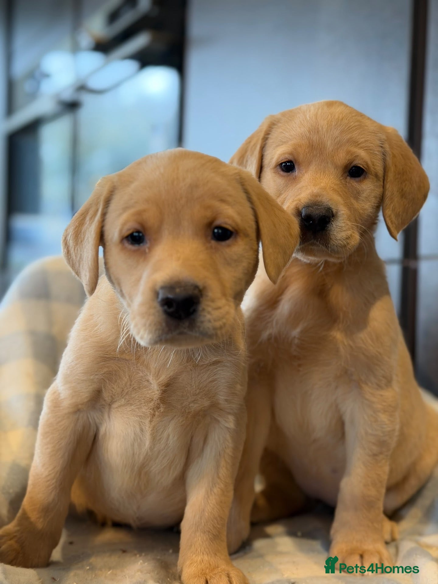 Labrador Retriever dogs for sale: Labrador Golden - Advert 2