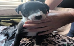 Whippet dogs for sale: 2 whippet pups left ( 1 bitch & 1 boy) - Image 14