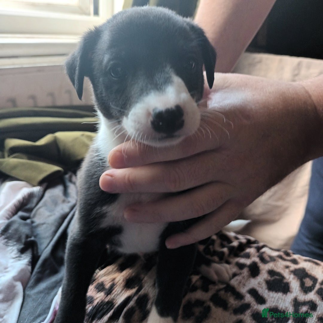 Whippet dogs for sale: 2 whippet pups left ( 1 bitch & 1 boy) - Image 14