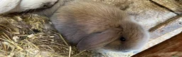 Mini Lop rabbits for sale: Mini loop - Advert 13