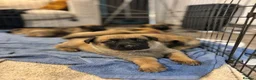 German Shepherd dogs for sale: 2 MALES LEFT German Shepherd puppies - Advert 6