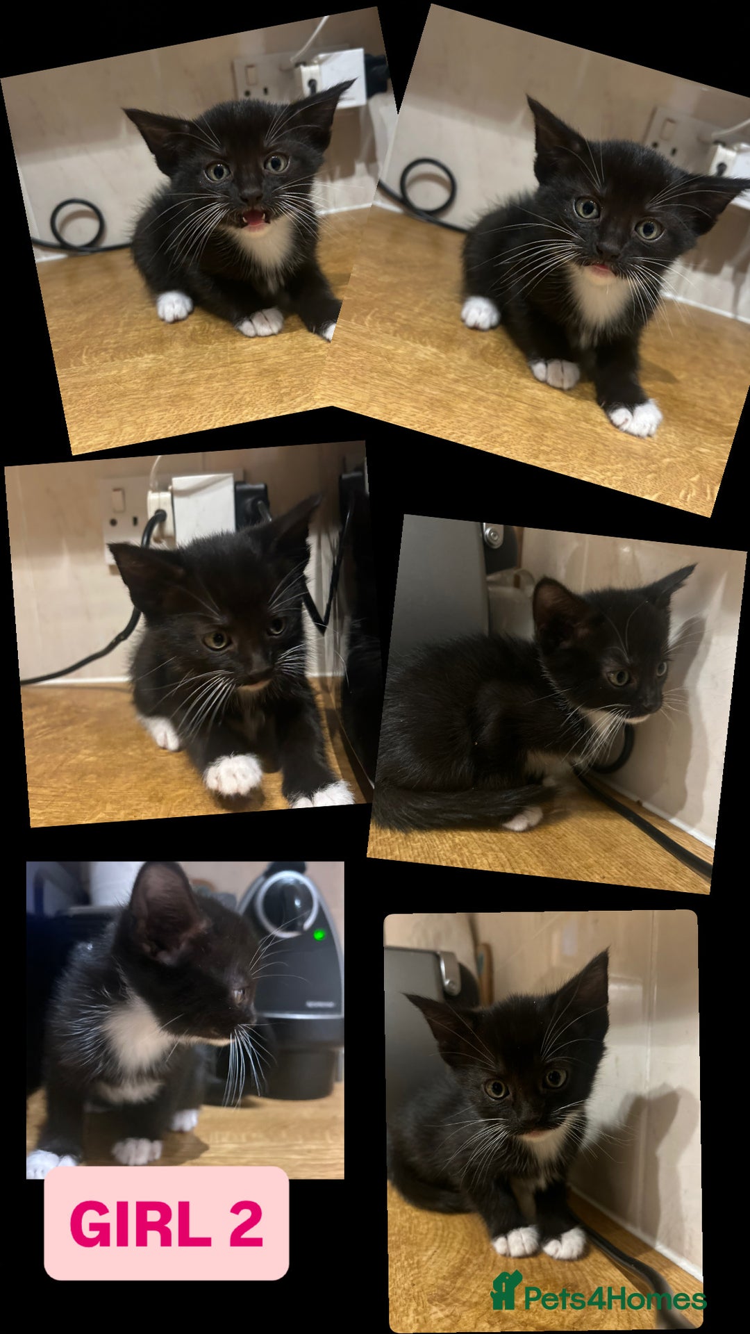 Korat cats for sale: 3 beautiful kittens for sale!!! - Advert 4