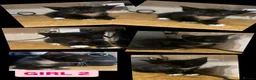 Mixed Breed cats for sale: 3 beautiful kittens for sale!!! - Advert 4