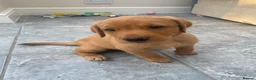 Labrador Retriever dogs for sale: 8 Stunning Fox Red & Black Labrador Puppies in Walsall - Advert 18