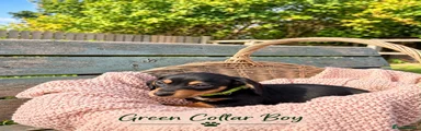 Miniature Dachshund 4