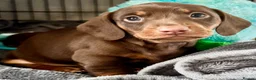 Miniature Dachshund dogs for sale: Just 2 remaining miniature dachshunds for sale - Advert 8