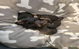 Miniature Dachshund dogs for sale: Full Miniature Dacshund Boy Puppies - Image 3