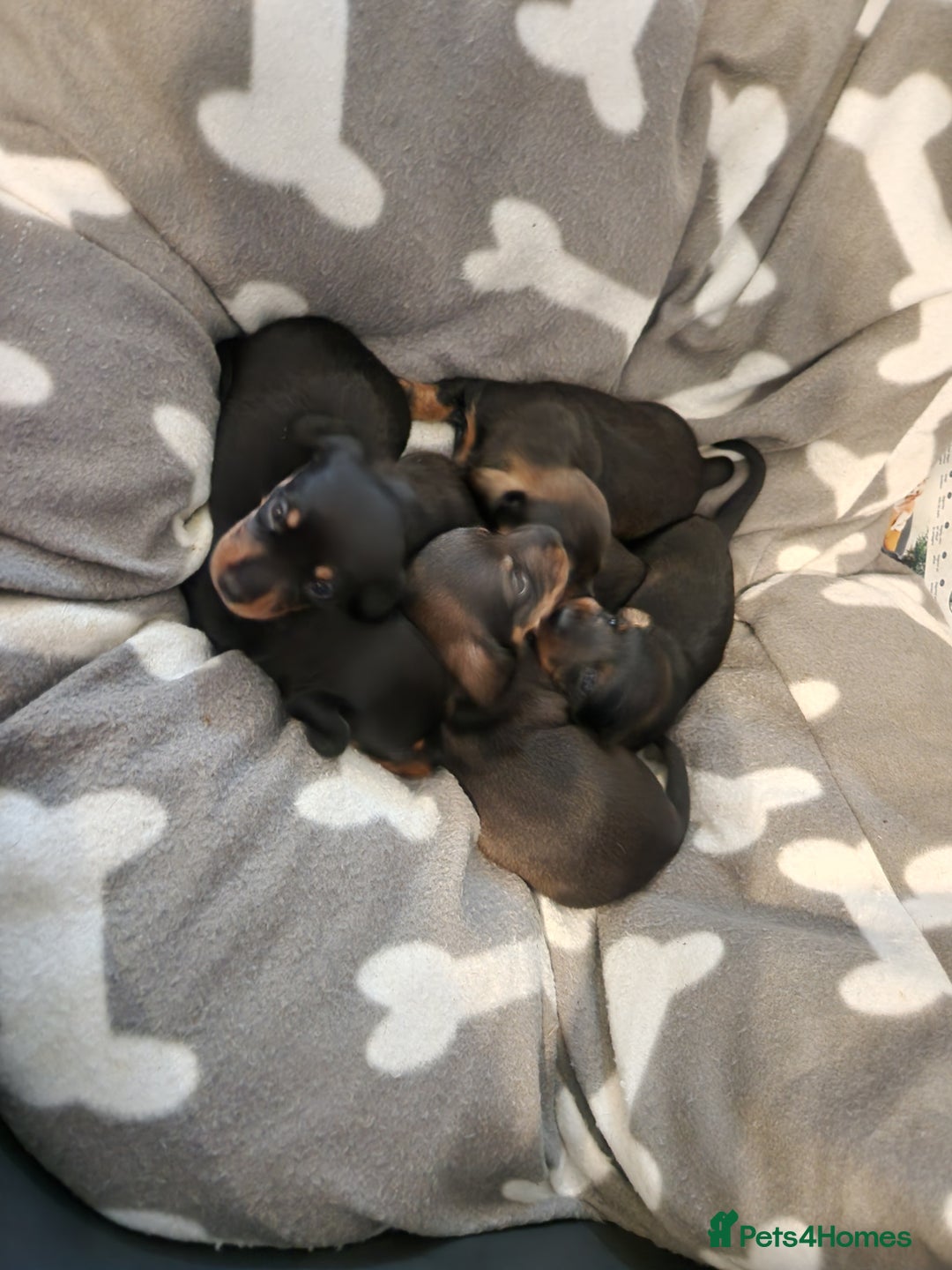 Miniature Dachshund dogs for sale: Full Miniature Dacshund Boy Puppies - Image 3