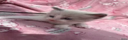 Ragdoll cats for sale: Mink & traditional ragdoll kittens  - Advert 22