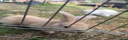 Continental Giant rabbits for sale: 3 x Continental rabbits  - Advert 15