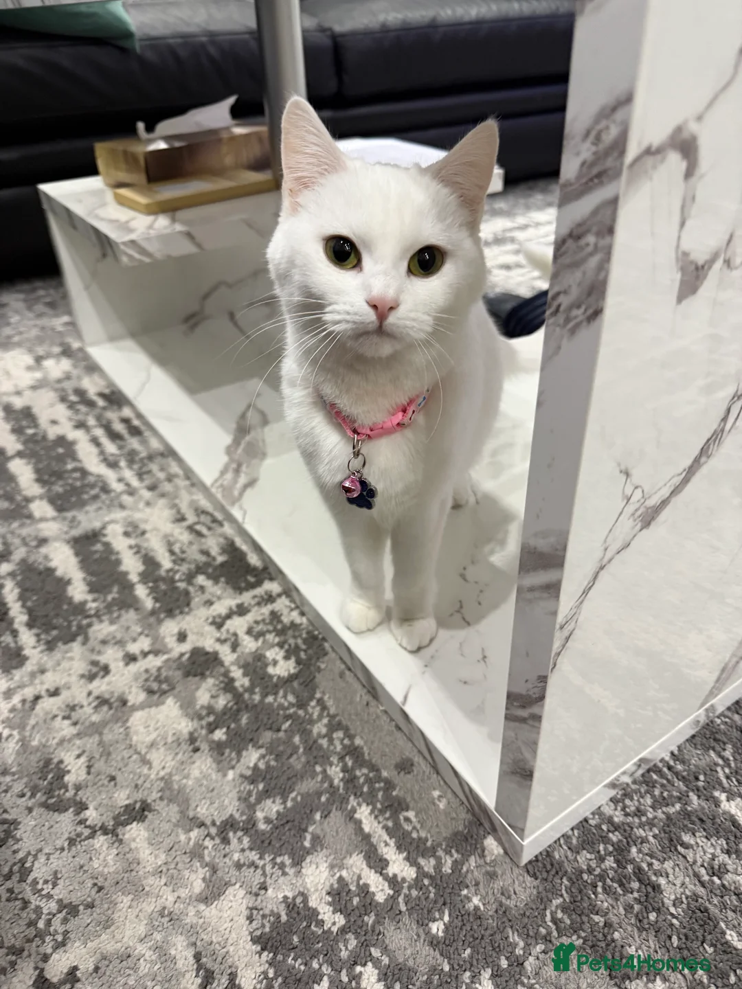 Turkish Angora cats for sale: Rosie 2 years old and Brownie 8 months old  - Advert 4