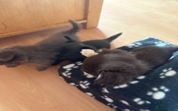 Chihuahua dogs for sale: Kc beautiful chihuahua boys  - Image 3