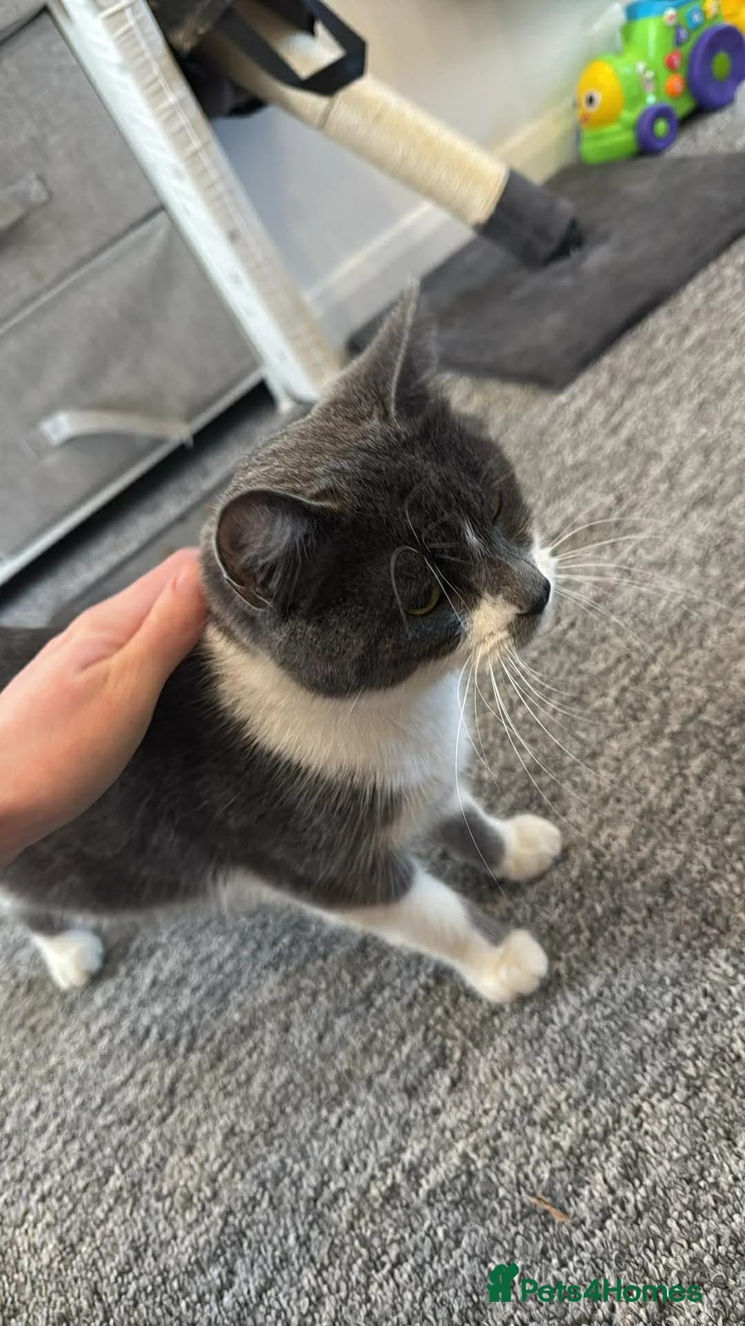 Mixed Breed cats for sale: 2 girl kittens for sale - Advert 1