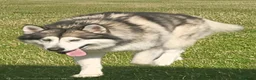 Alaskan Malamute dogs for stud: ALASKAN MALAMUTE FOR STUD in Winchester - Advert 3
