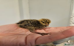 Quail poultry for sale: Quails  - Image 4