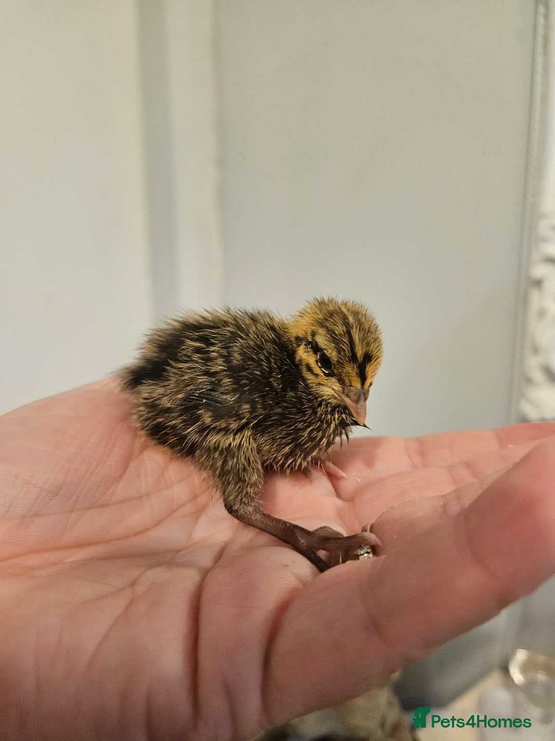 Quail poultry for sale: Quails  - Image 4