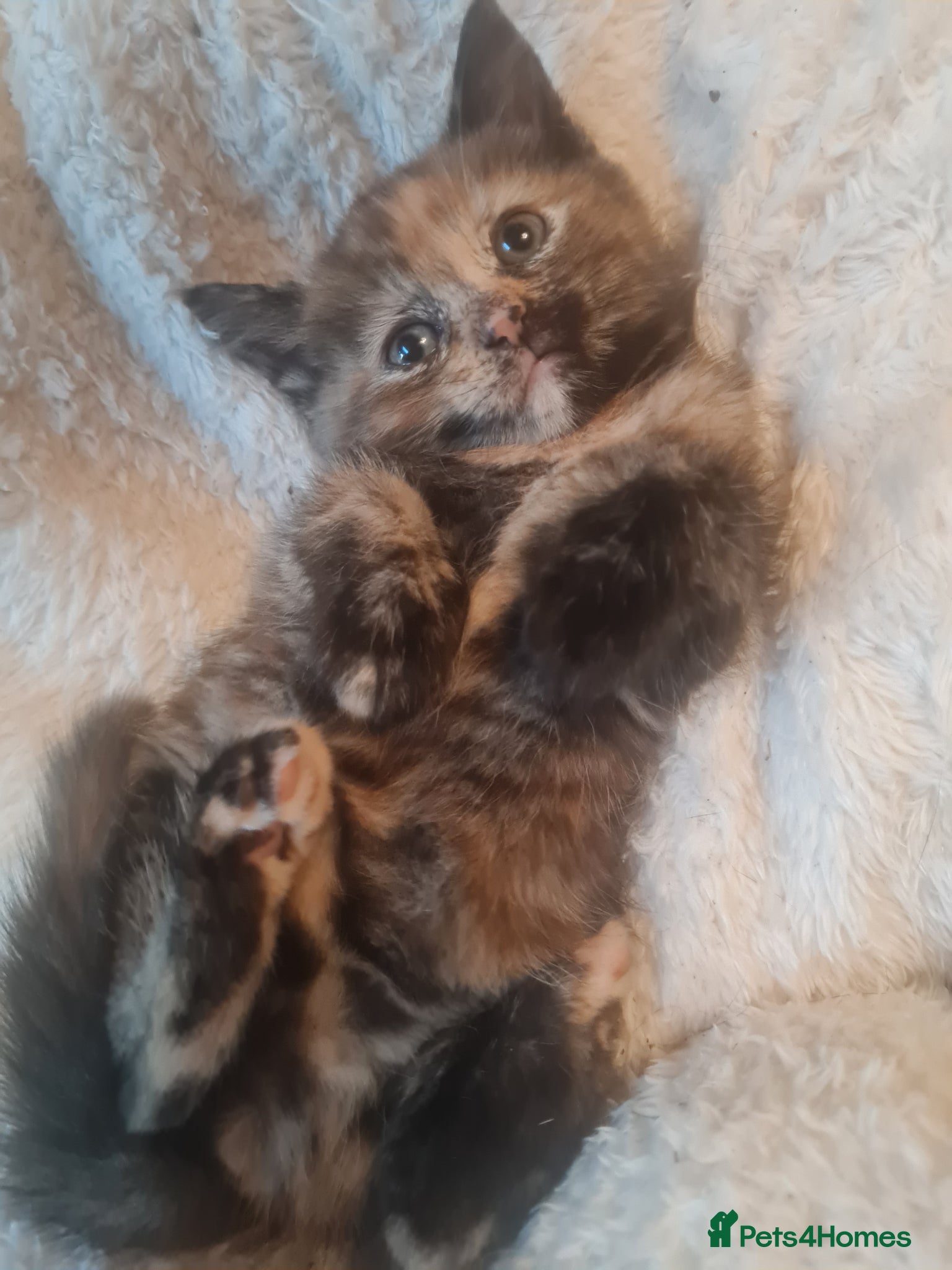 Mixed Breed cats for sale: 🐾 Beautiful Ragdoll Cross Kittens – £290 Each 🐾 in Greenford - Advert 13