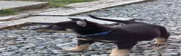 Australian Kelpie dogs for sale: Pure Bred Kelpie pups - Advert 18