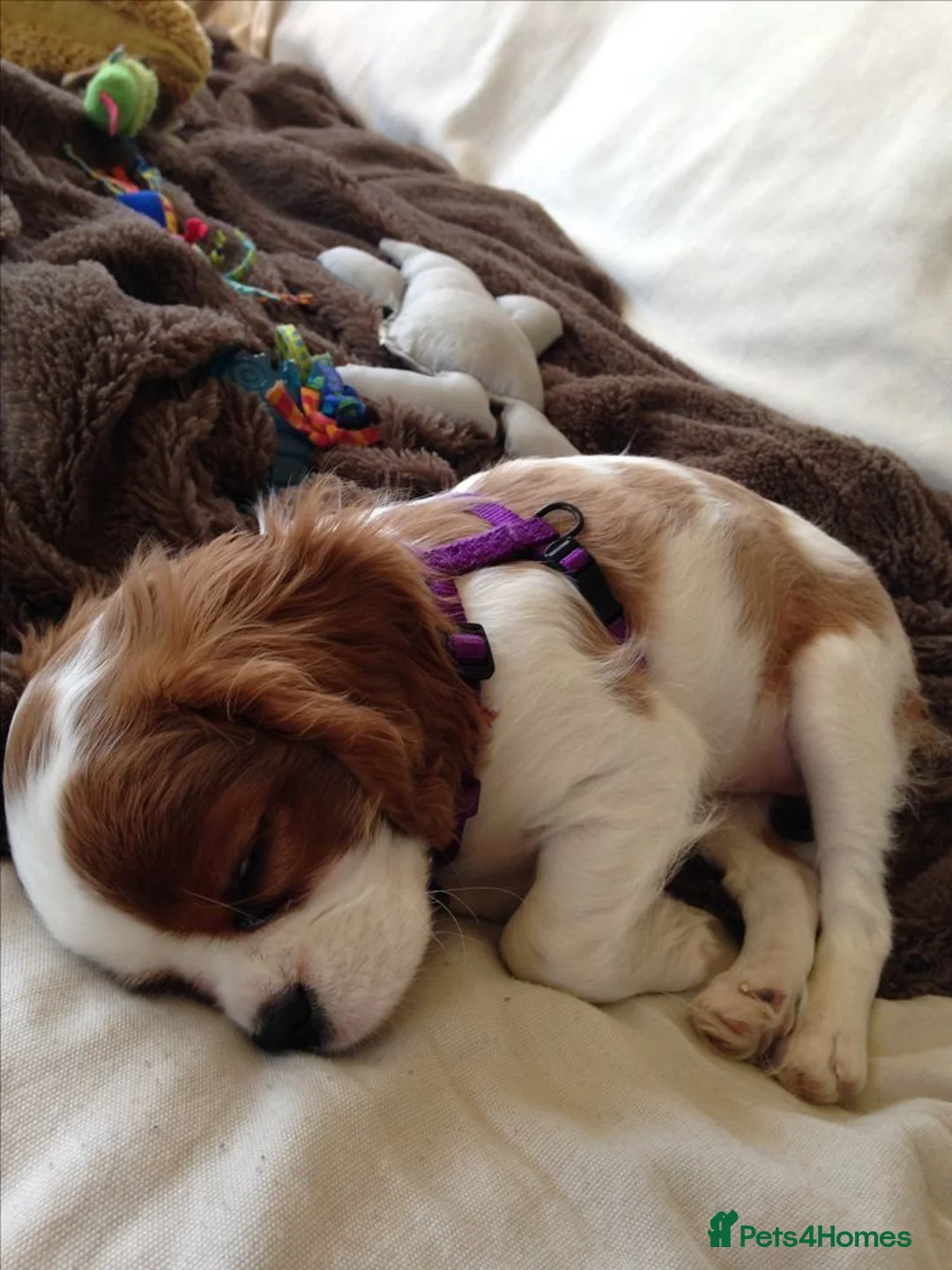 Cavalier King Charles Spaniel dogs for sale: Cavalier Spaniel puppies, puppies for sale in Swansea - Advert 2
