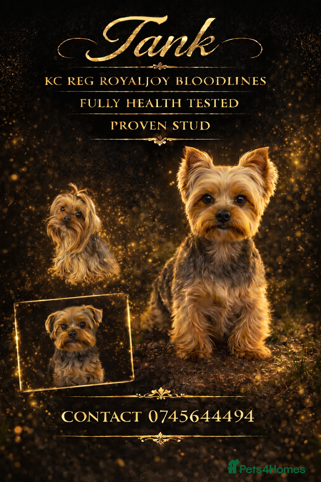 Yorkshire Terrier dogs Yorkshire terrier stud kc reg royaljoy bloodlines - Advert 11