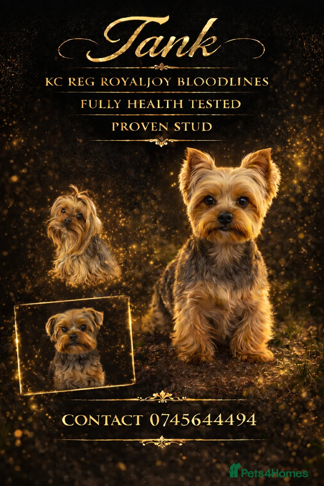 Yorkshire Terrier dogs for stud: Yorkshire terrier stud kc reg royaljoy bloodlines - Advert 1