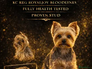 Yorkshire Terrier dogs Yorkshire terrier stud kc reg royaljoy bloodlines - Advert 11