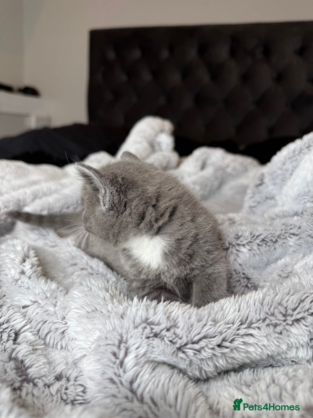 British Shorthair cats for sale: Our beautiful cute shorthair blue kittens - Image 5