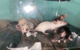 Mouse rodents for sale: Fancy mice  - Advert 3