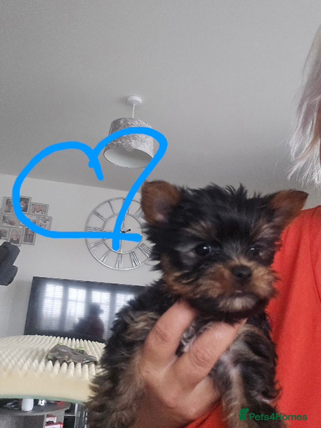 Yorkshire Terrier dogs for sale: Tiny gorgeous baby boys - Image 15