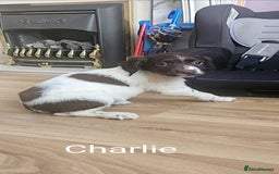 English Springer Spaniel dogs for sale: English KC Reg Springer Spaniels For Sale - Image 3