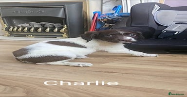 English Springer Spaniel dogs - Advert 2