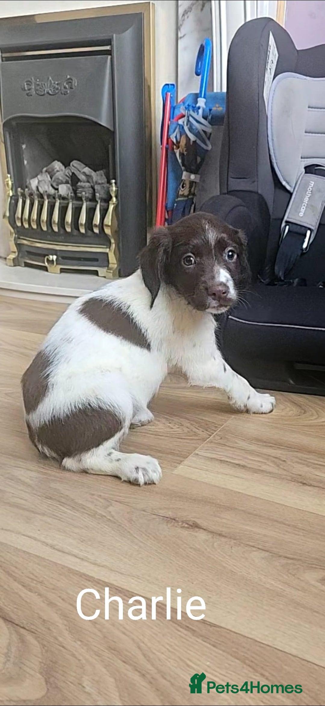 English Springer Spaniel dogs for sale: English KC Reg Springer Spaniels For Sale - Image 3