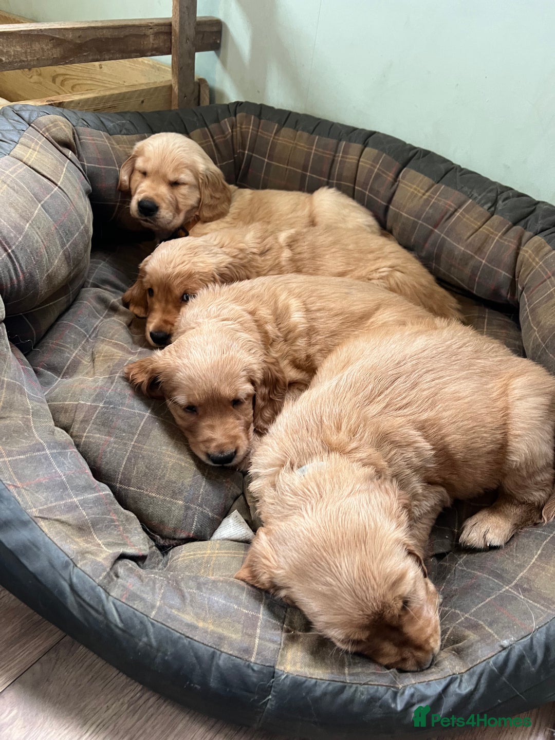Golden Retriever dogs for sale: Gorgeous Working Type Golden Retriever Puppies  - Image 12