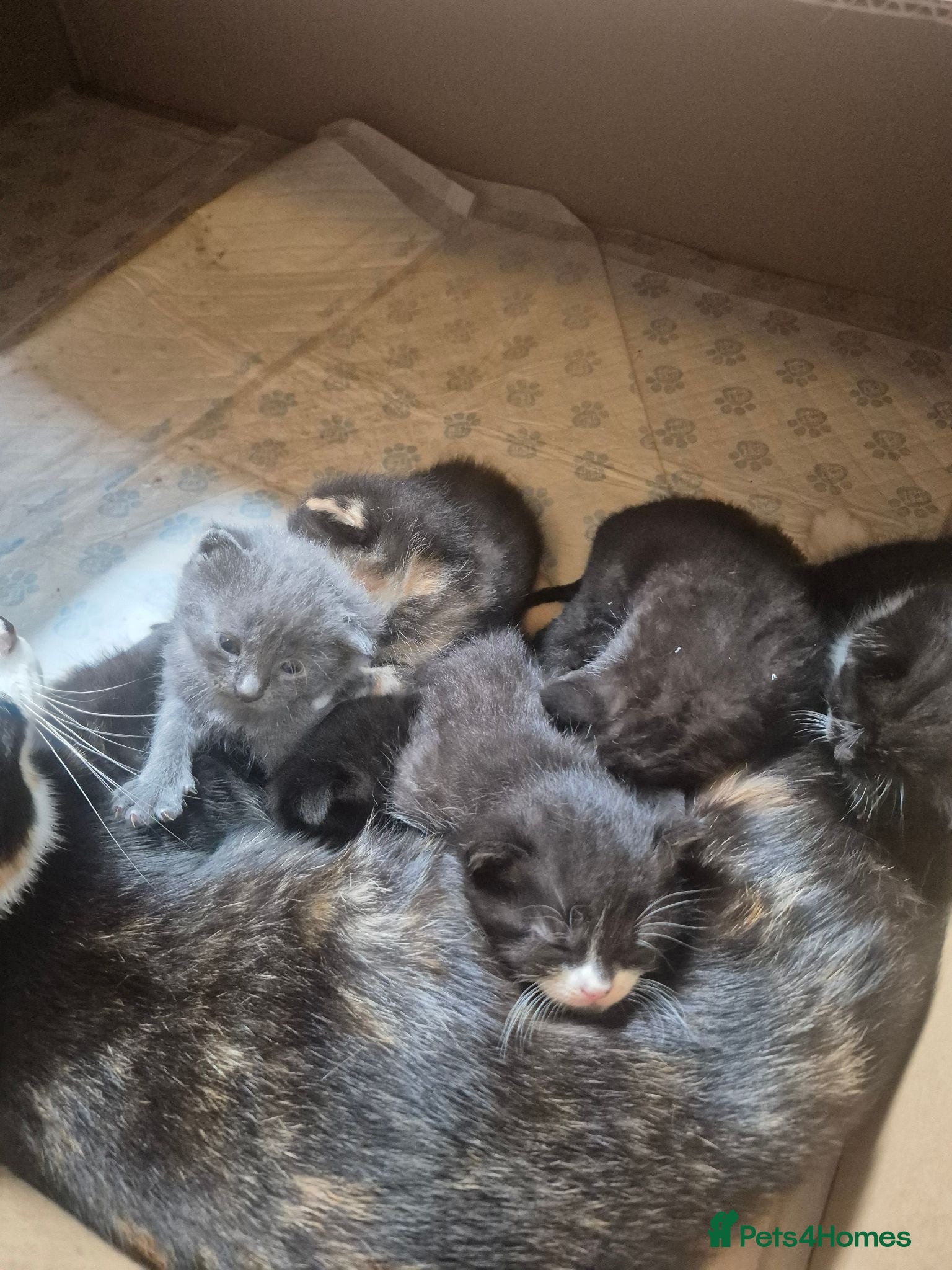 Mixed Breed cats Beautiful kittens - Advert 18