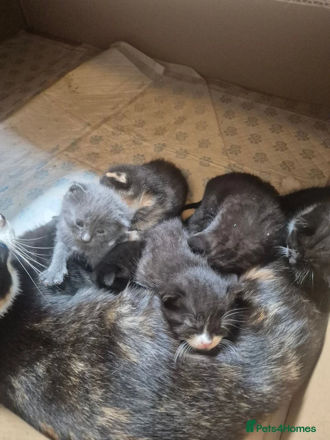 Mixed Breed cats for sale: Beautiful kittens - Advert 1