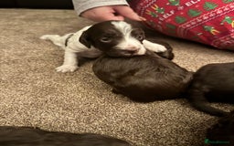 Cockapoo dogs for sale: F2 Cockapoo Puppies - Image 7