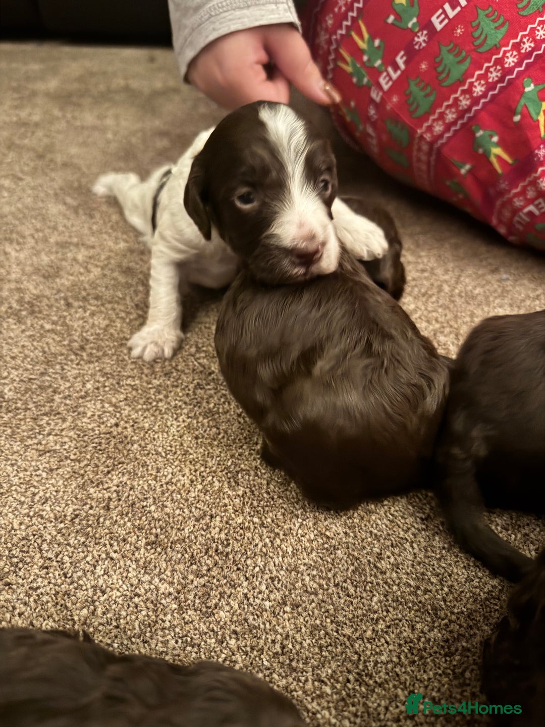 Cockapoo dogs for sale: F2 Cockapoo Puppies - Image 7