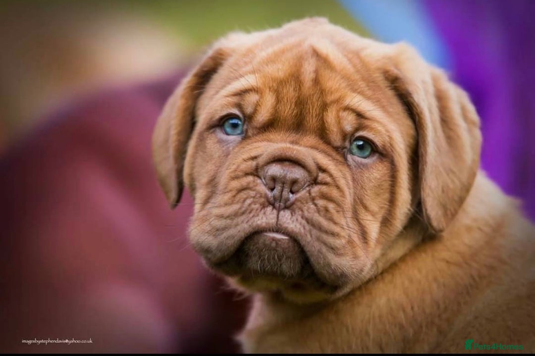 Dogue De Bordeaux dogs for stud: Orthrusslair Sidney is here and PROVEN in Chester - Image 3