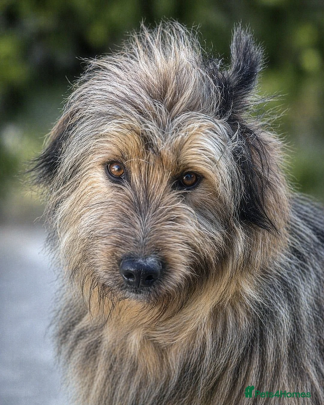 Mixed Breed dogs for adoption: 🐾 Jules – Beauty, Brains & a Heart of Gold ❤️ - Advert 2