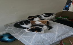 Domestic Shorthair cats for sale: Kittens  - Image 9