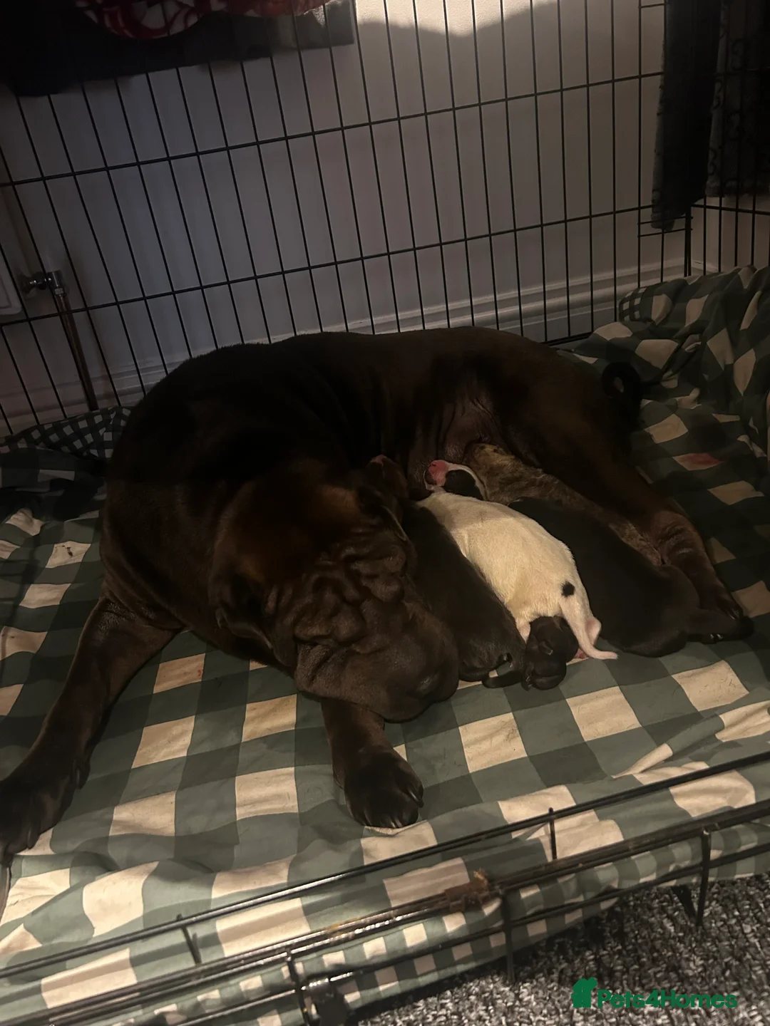 Mixed Breed dogs for sale: Sharpei/Mastiff x Staff - Ready 4 New Homes  - Advert 17