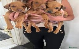 Mixed Breed dogs for sale: Doberman puppies for sale - Image 3