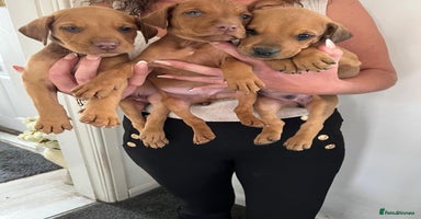 Mixed Breed dogs - Advert 16