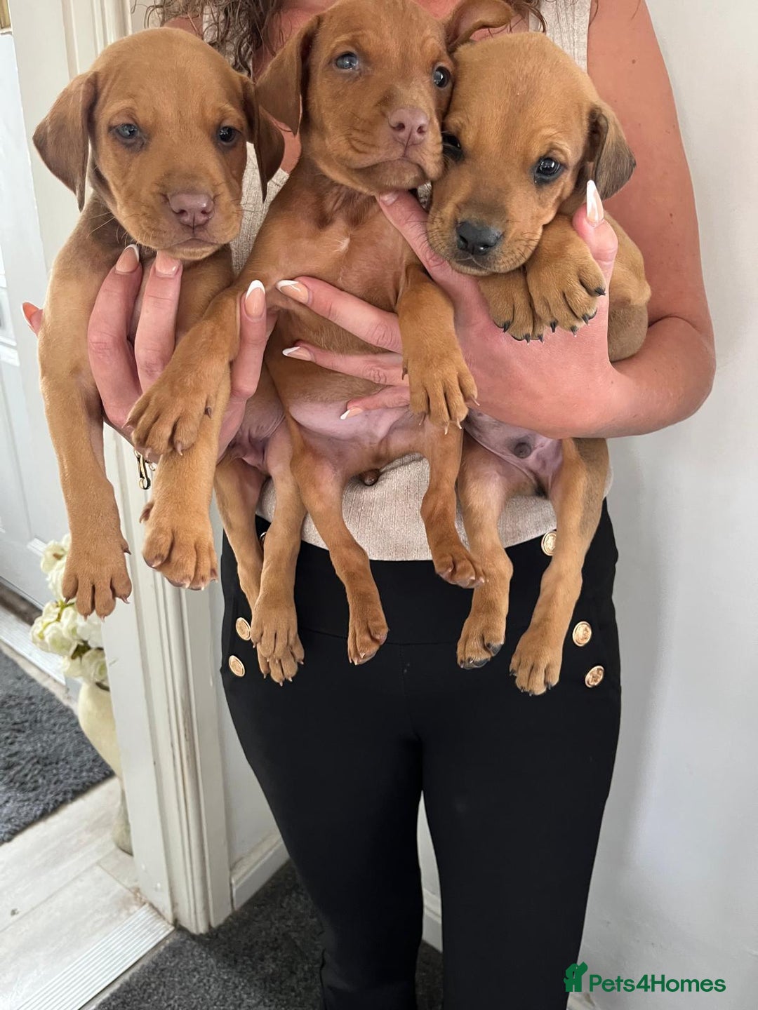 Mixed Breed dogs for sale: Doberman puppies for sale - Image 3