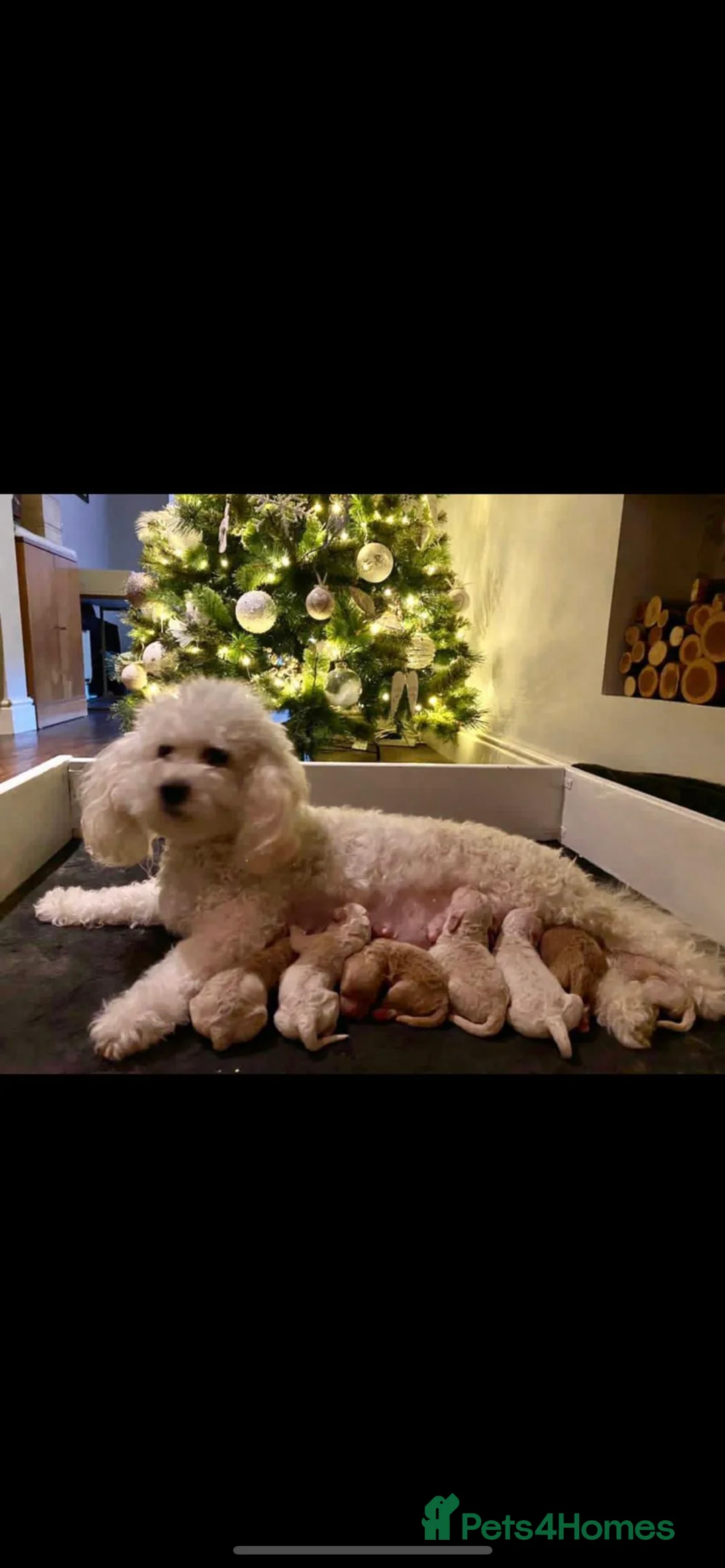 Cavapoo dogs for stud: ❤️Fully health tested red toy poodle❤️ - Advert 14