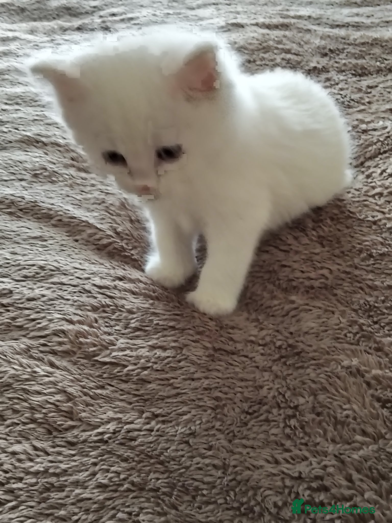 Maine Coon cats Maincoon kittens for sale - Advert 3