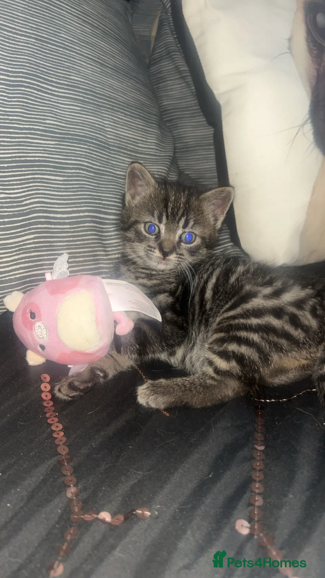 Mixed Breed cats for sale: Last boy available  - Advert 2